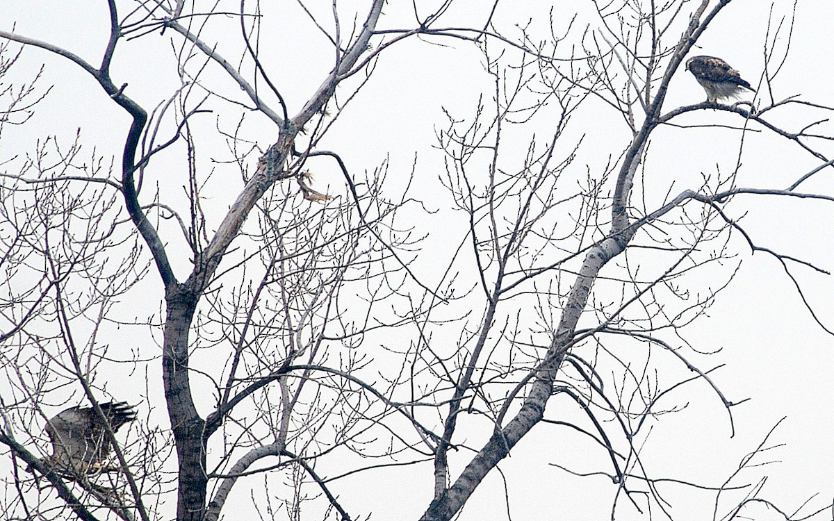 Red-tailed Hawk - ML47745951