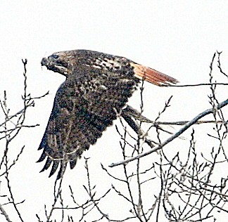 Red-tailed Hawk - ML47745961