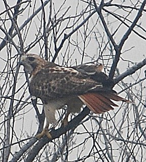 Red-tailed Hawk - ML47745971