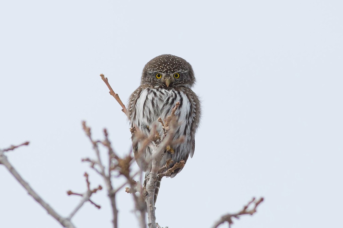 Northern Pygmy-Owl - Doug Gochfeld