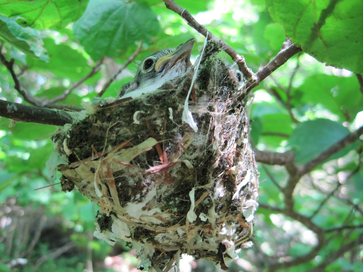 Blue-headed Vireo - Stephen Paull