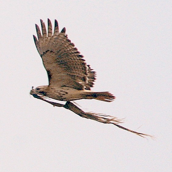 Red-tailed Hawk - ML47746021