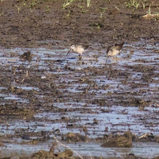 Short-billed Dowitcher - ML477460611