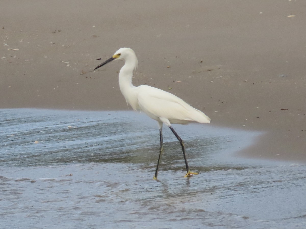 Snowy Egret - ML477461731