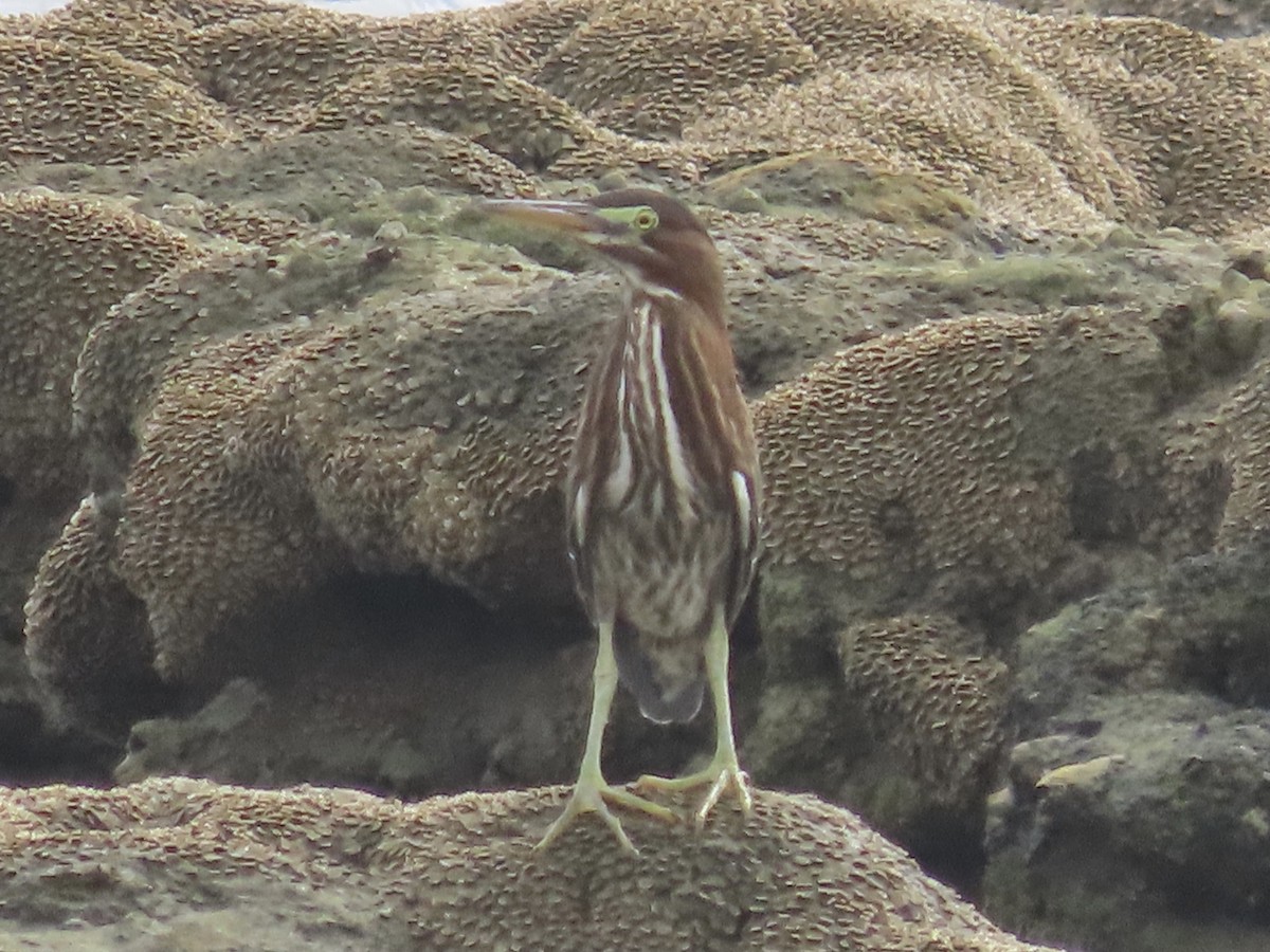 Green Heron - ML477461801