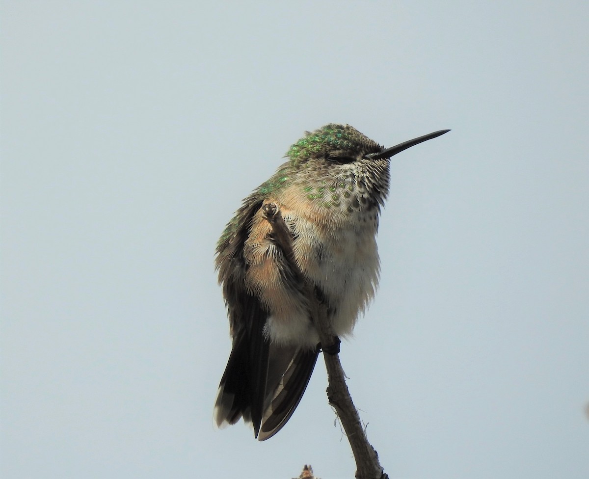 Colibrí Calíope - ML477462061