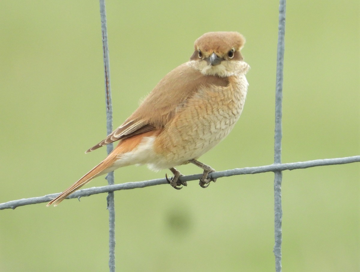 Red-tailed Shrike - Morten Winther Dahl