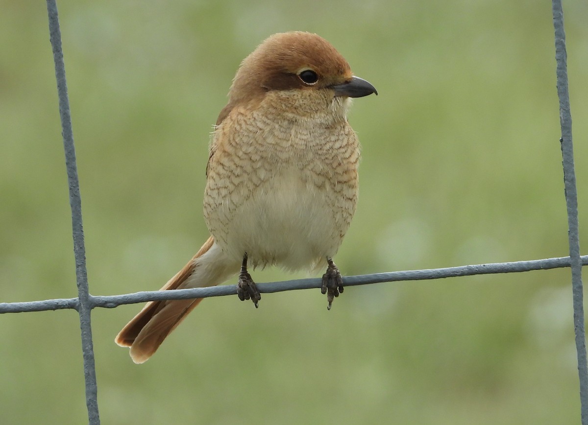 Red-tailed Shrike - ML477462811