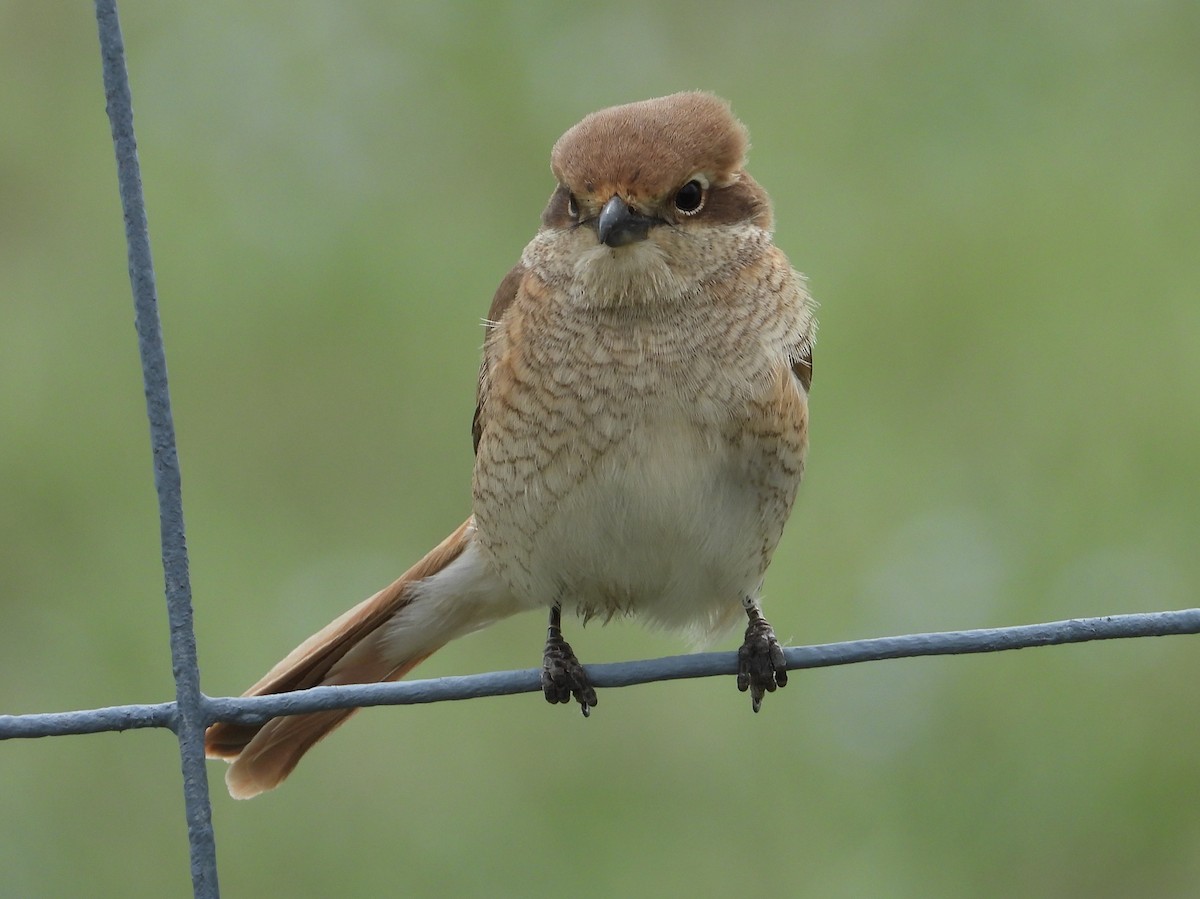 Red-tailed Shrike - Morten Winther Dahl