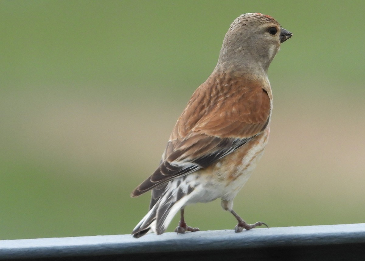 Eurasian Linnet - Morten Winther Dahl