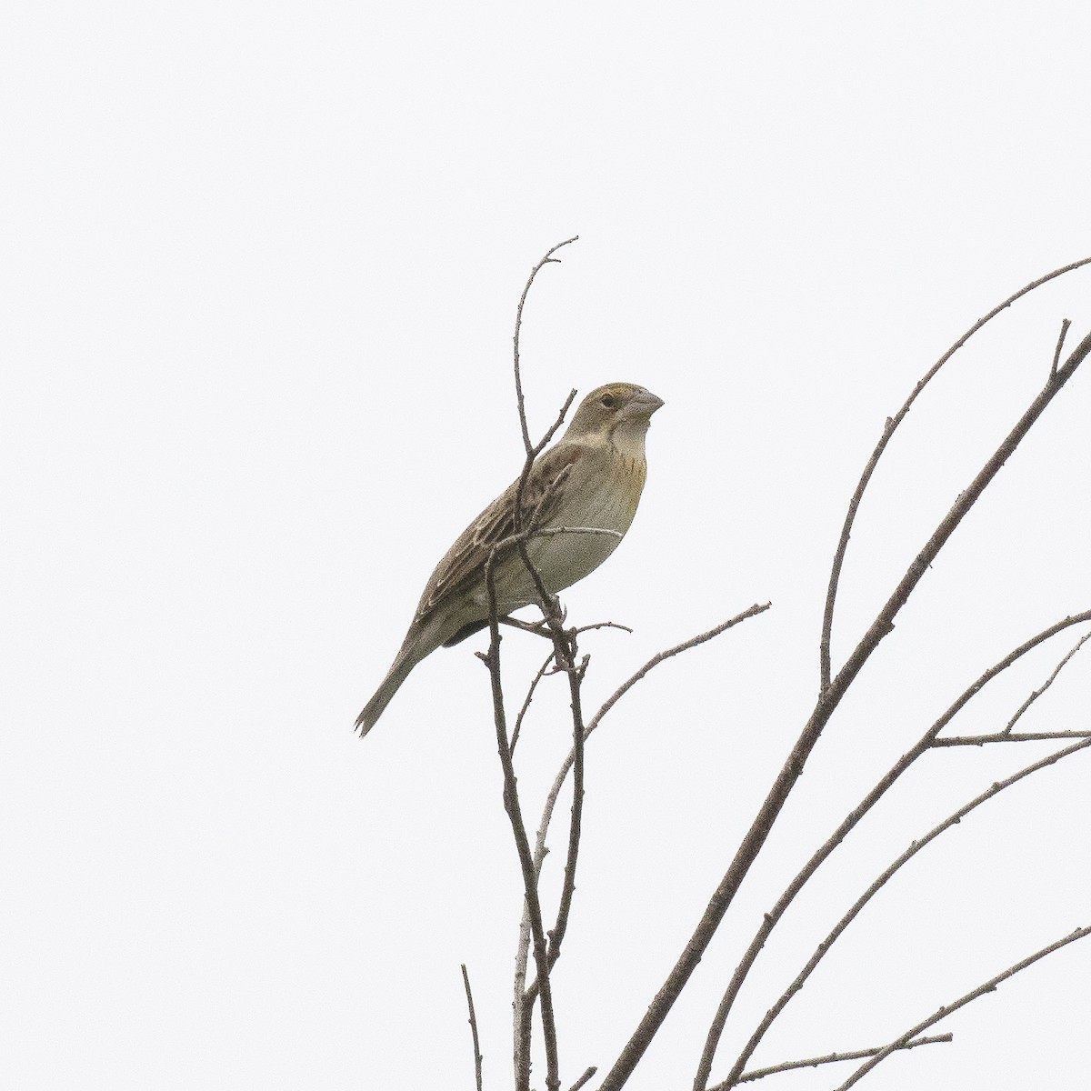 Dickcissel - ML477464051