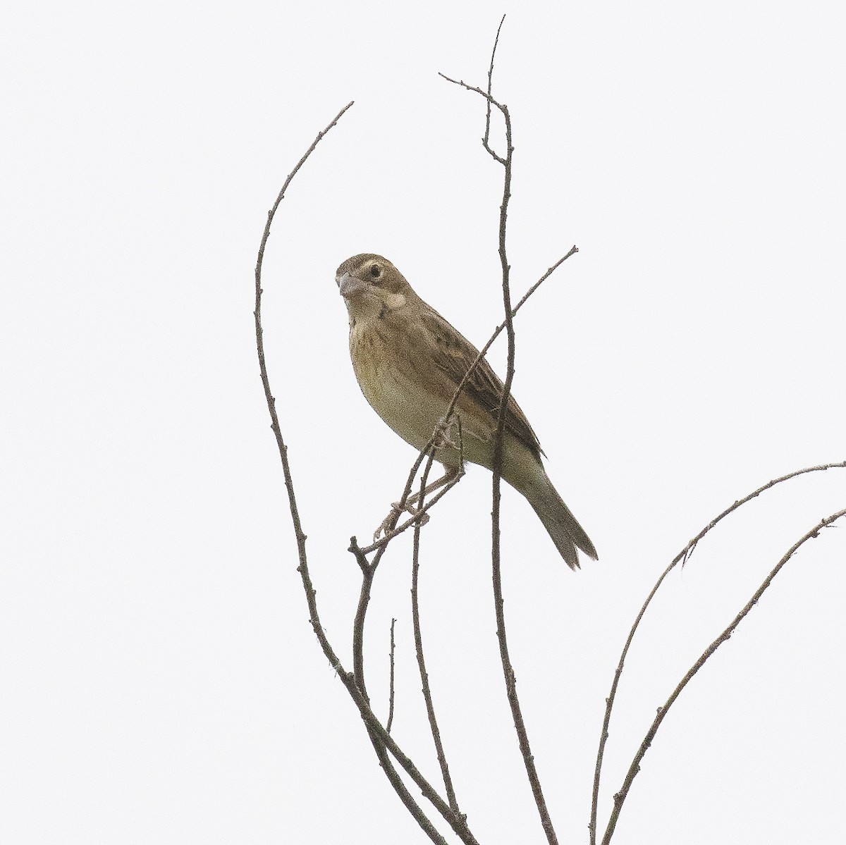 Dickcissel - ML477464061