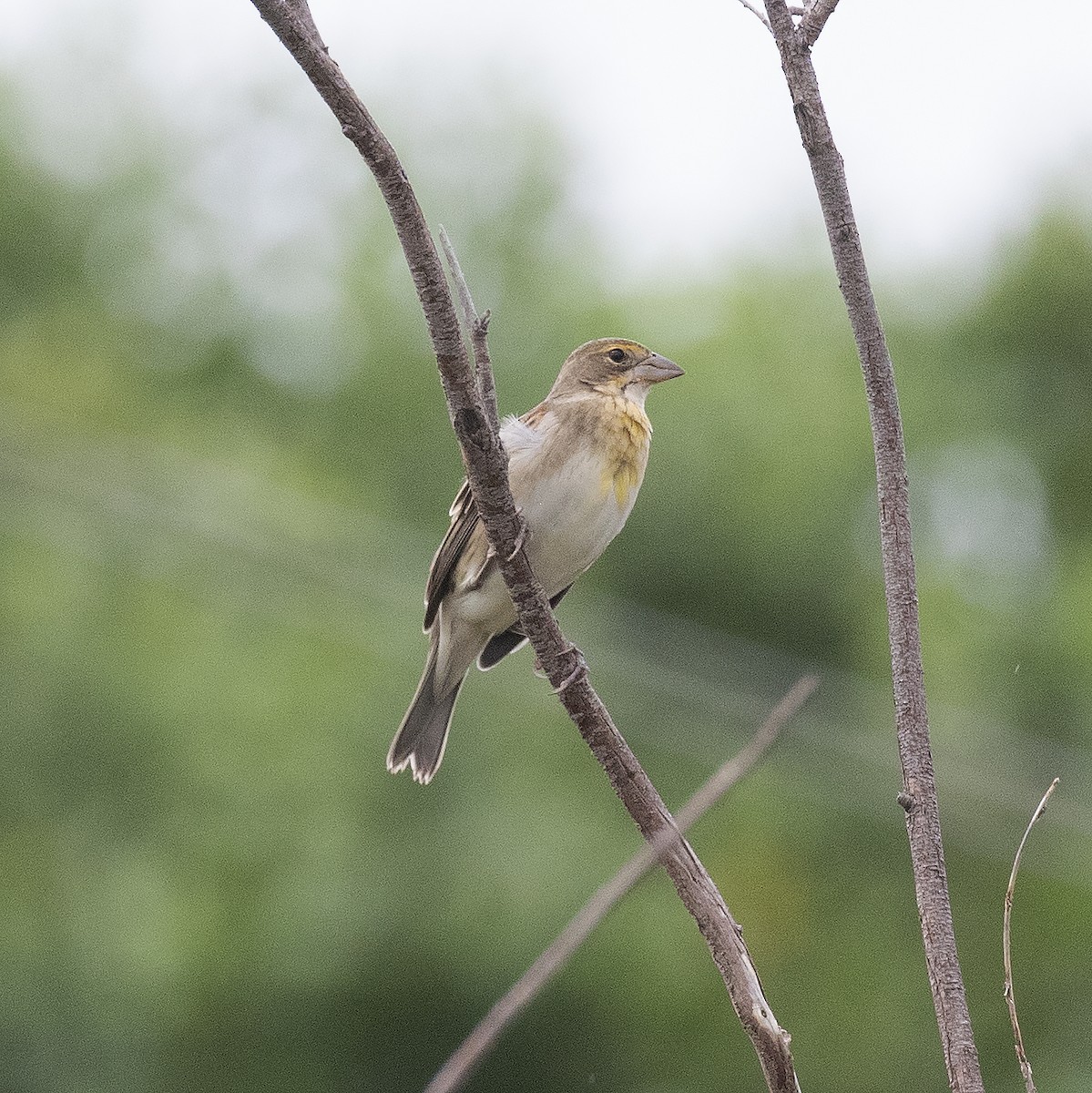 Dickcissel - ML477464071