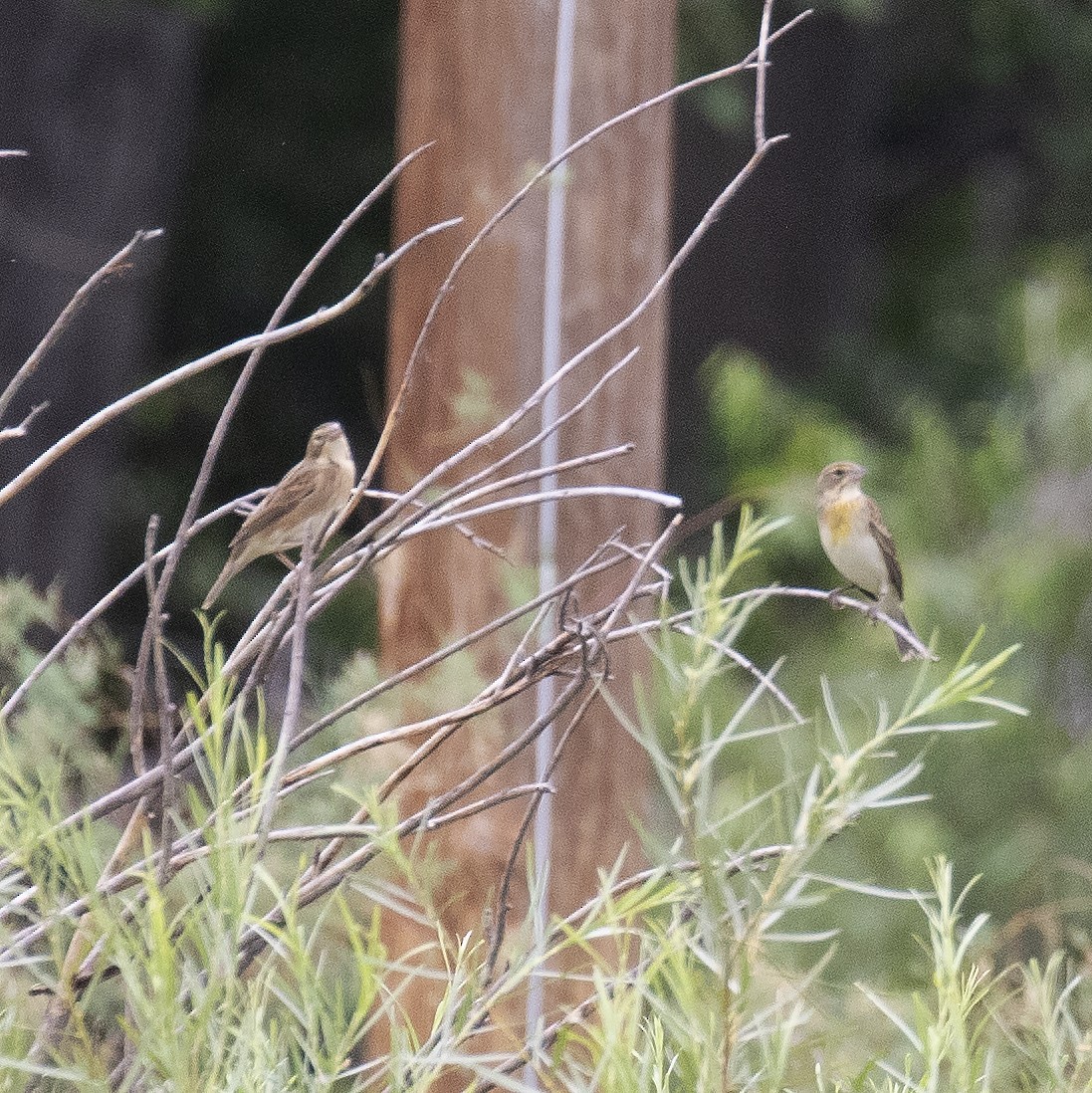 Dickcissel - ML477464081