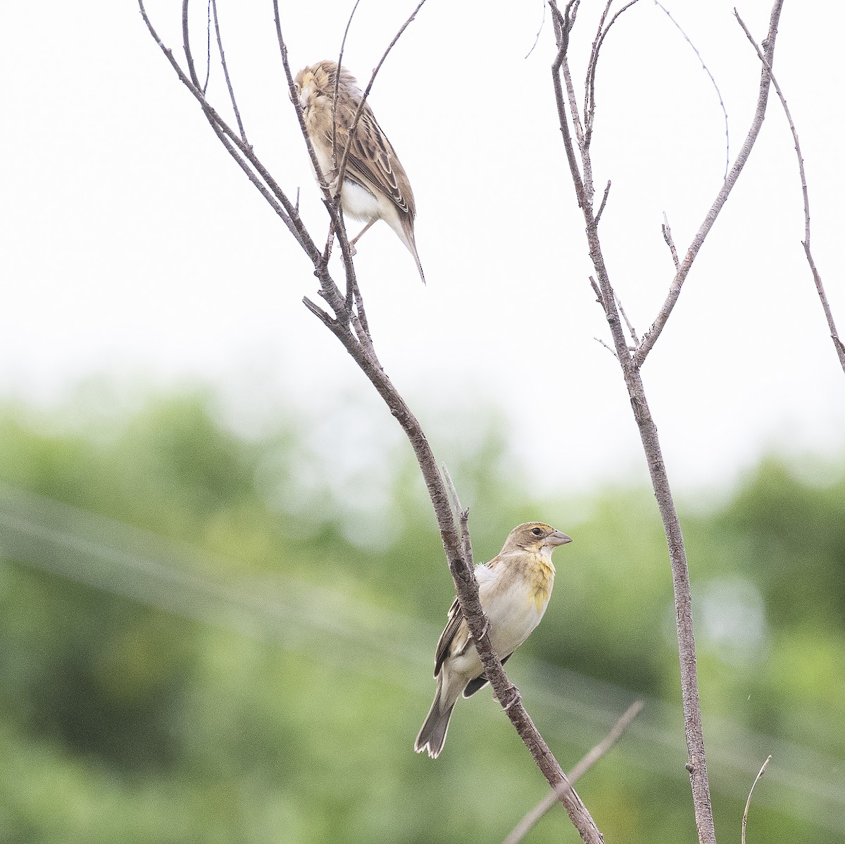 Dickcissel - ML477464091