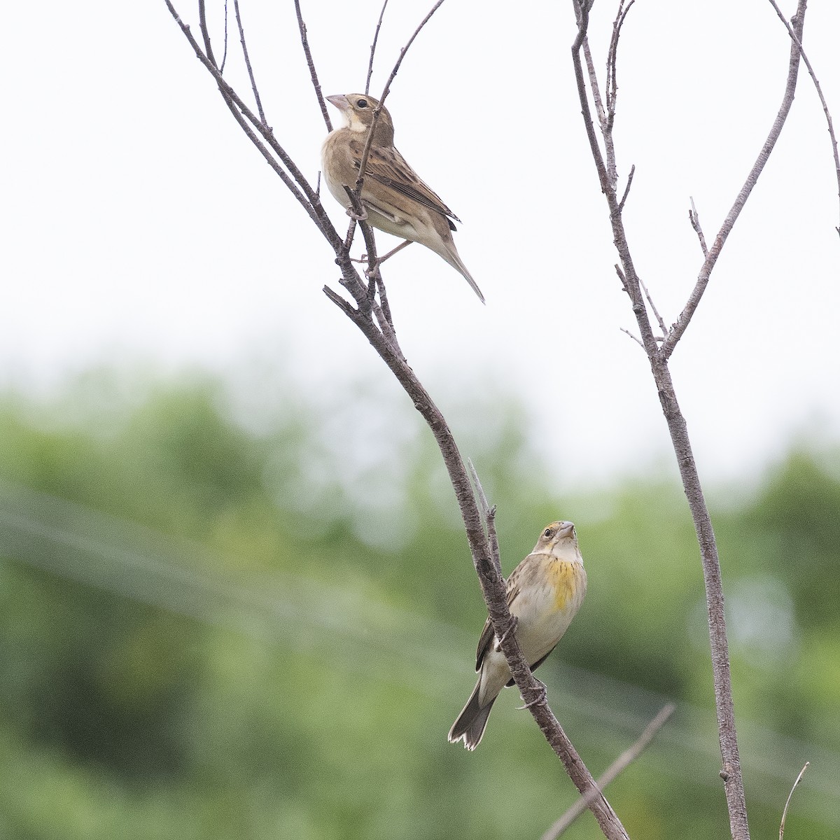 Dickcissel - ML477464101