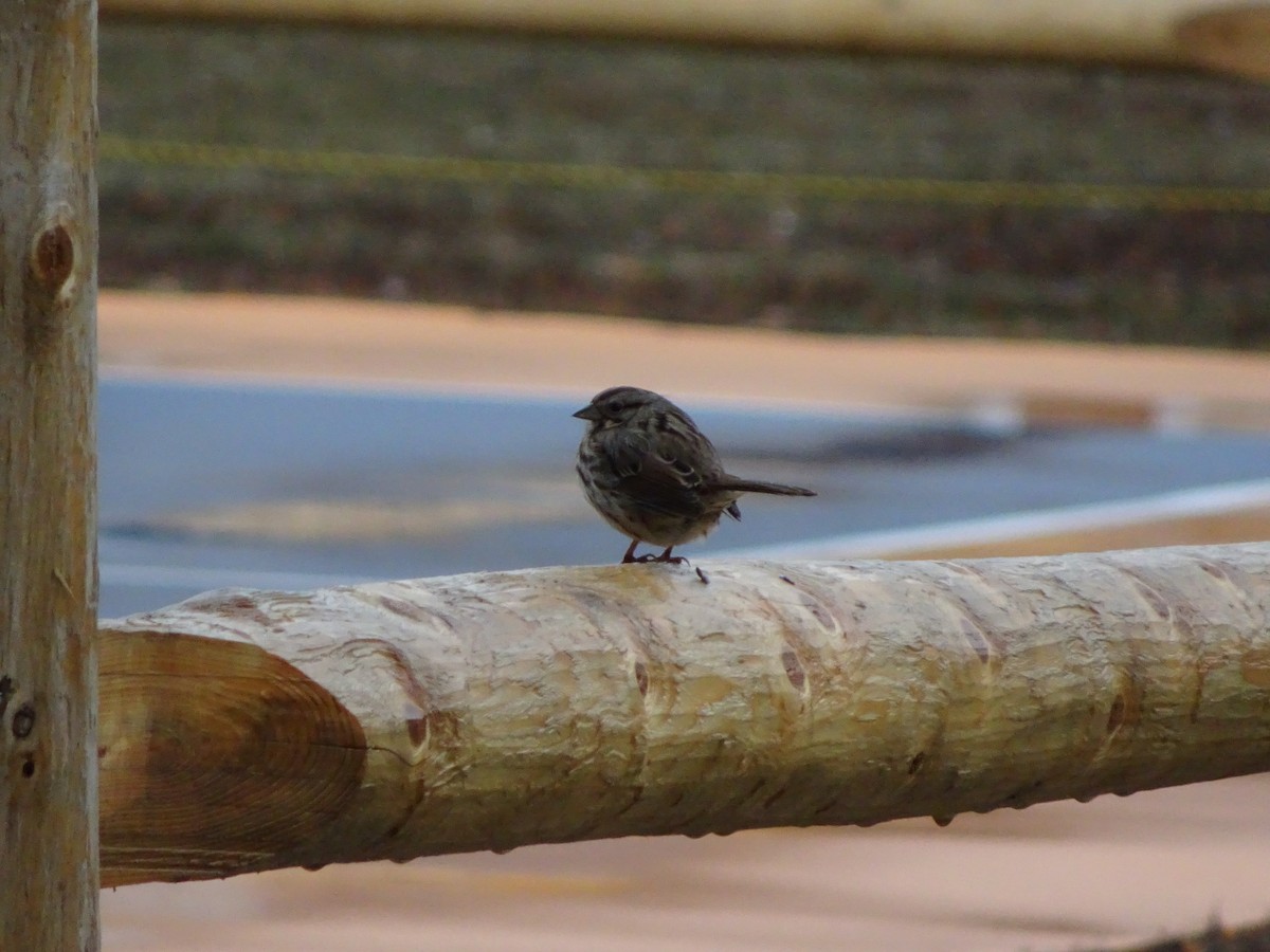 Song Sparrow - ML47746461