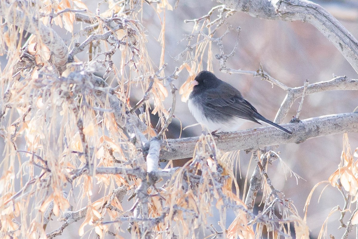 Dark-eyed Junco (cismontanus) - ML477464851