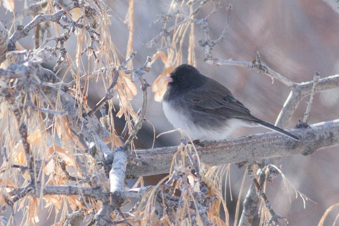 Kara Gözlü Junko (cismontanus) - ML477464861