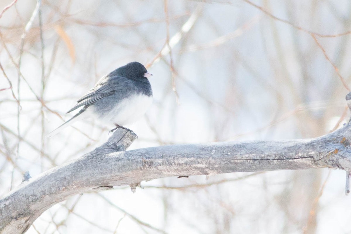 Dark-eyed Junco (cismontanus) - ML477464881