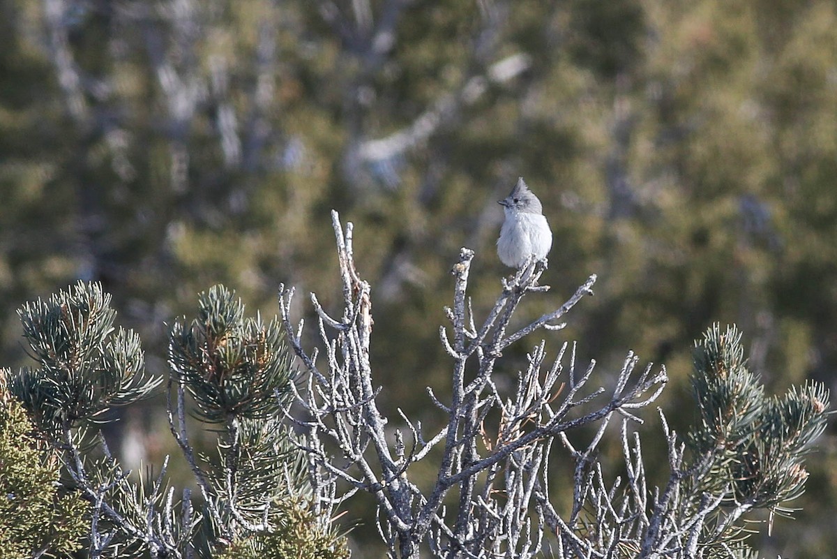 Juniper Titmouse - ML477464981