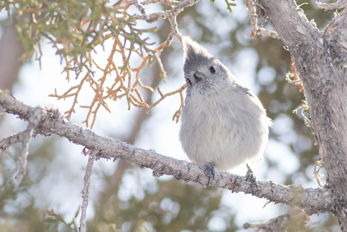 Juniper Titmouse - ML477465011