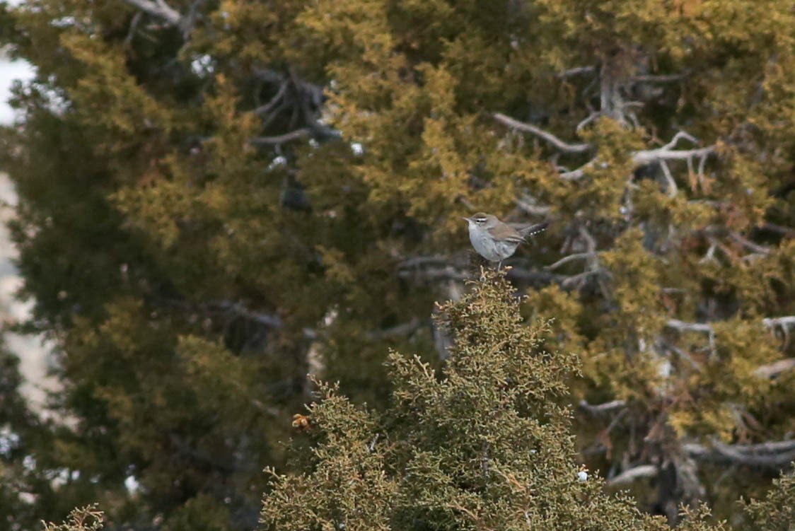 Bewick's Wren - Doug Gochfeld