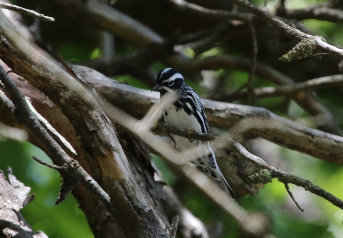 Black-and-white Warbler - ML477465401