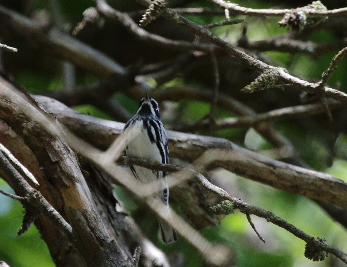 Black-and-white Warbler - ML477465411