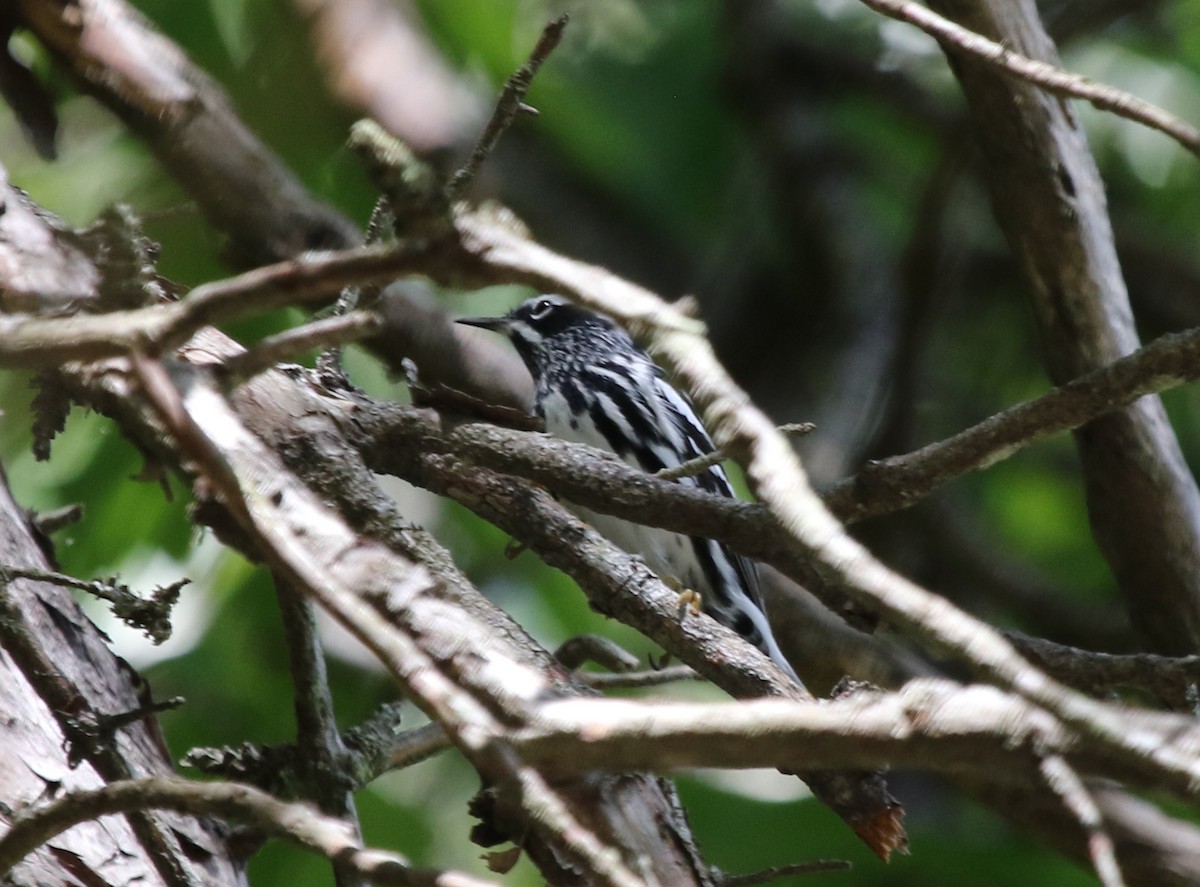Black-and-white Warbler - ML477465421