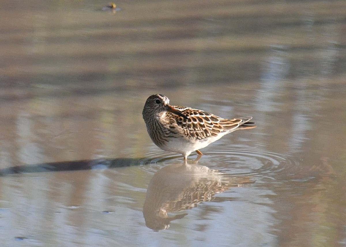 Bécasseau à poitrine cendrée - ML477465951