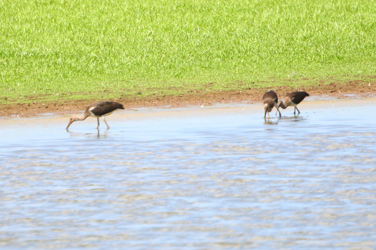 White Ibis - Terry Mitchell