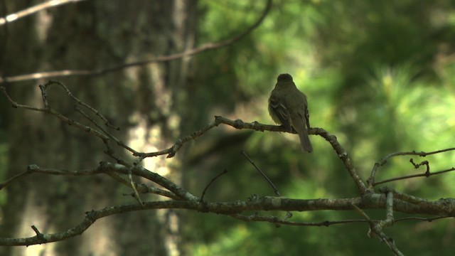 Acadian Flycatcher - ML477466