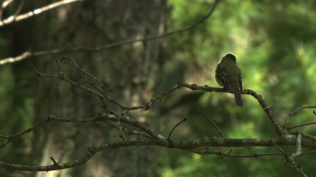 Buchenschnäppertyrann - ML477467