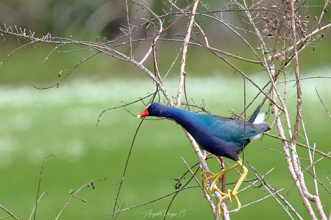 Purple Gallinule - ML477467201