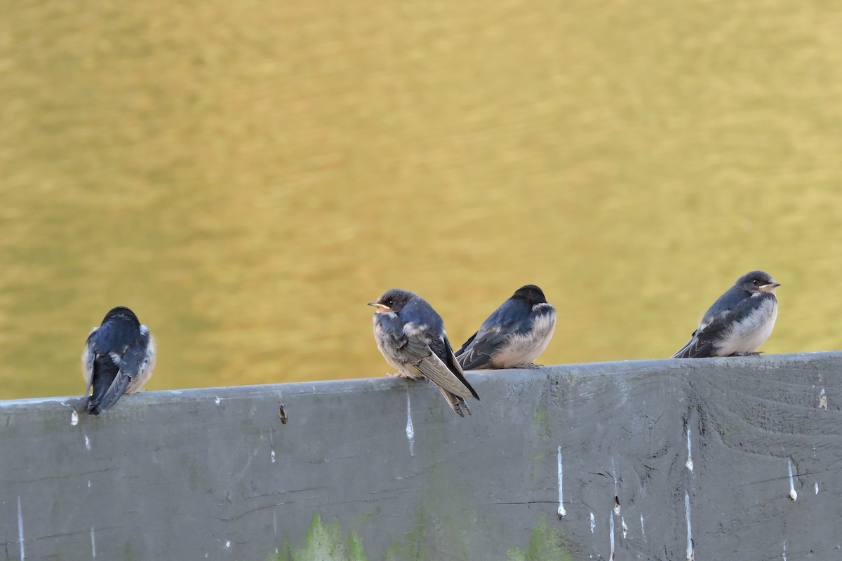 Rondine - ML477467541