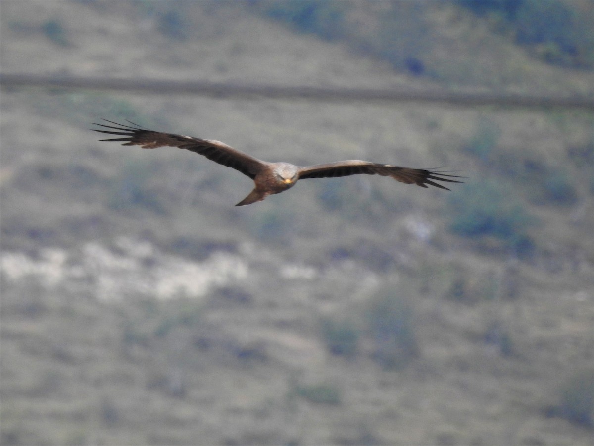 Black Kite - ML477468071