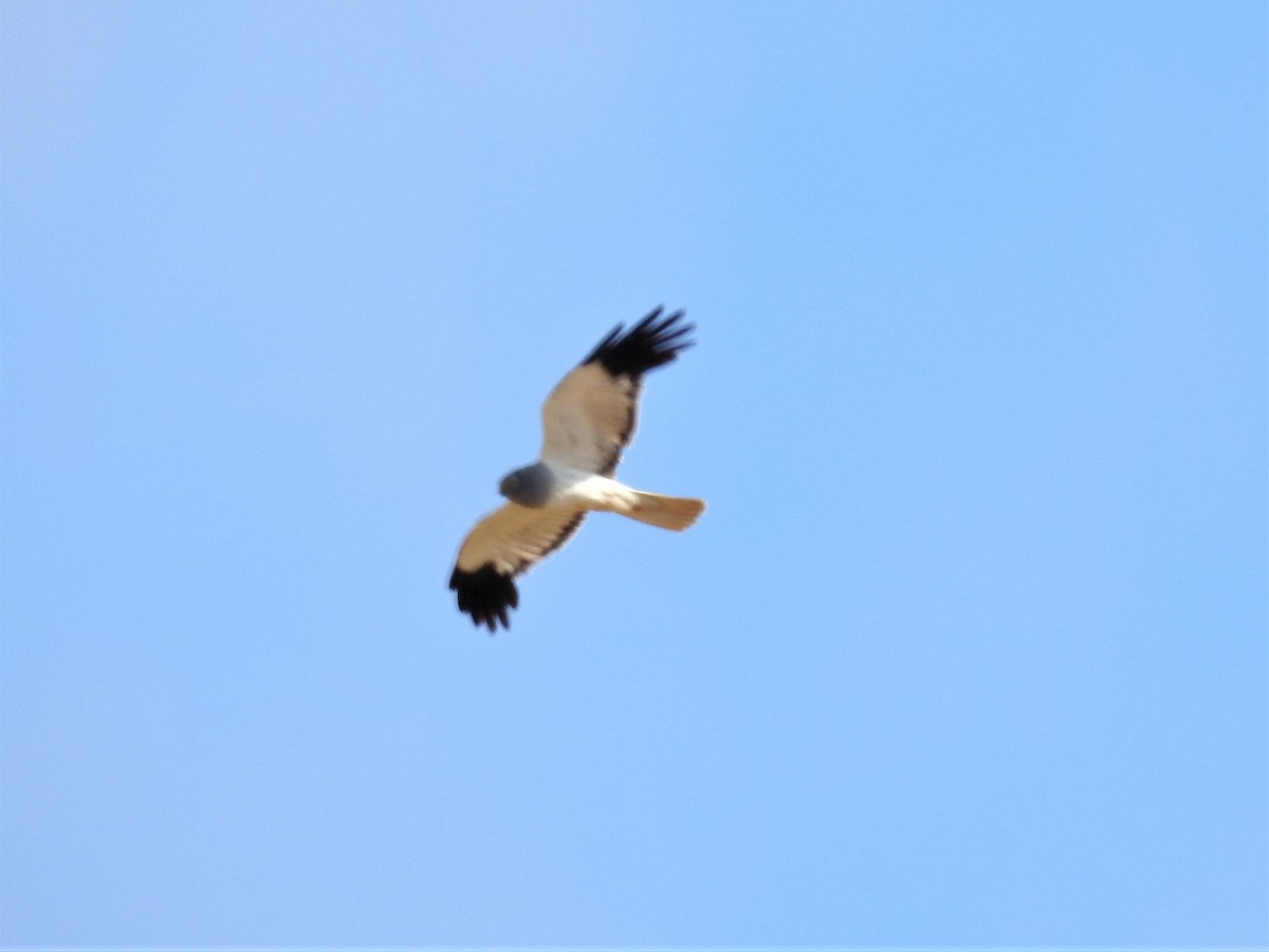 Hen Harrier - Rosario Mendoza