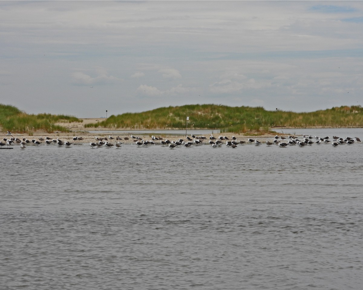 Great Black-backed Gull - ML477470581