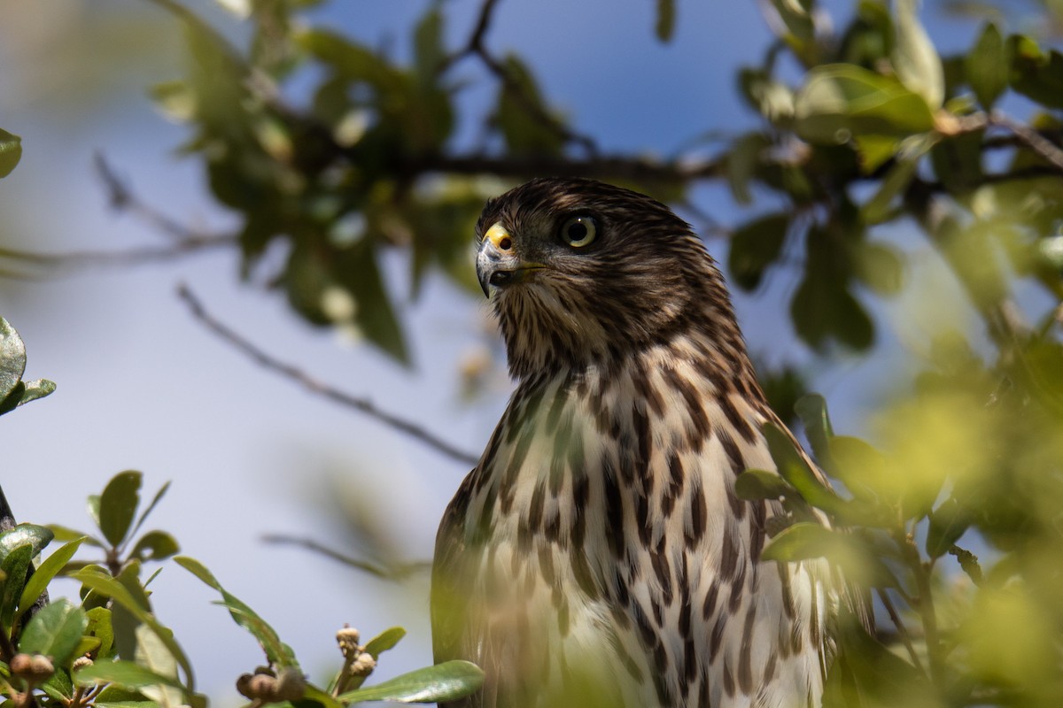 Cooper's Hawk - ML477471301