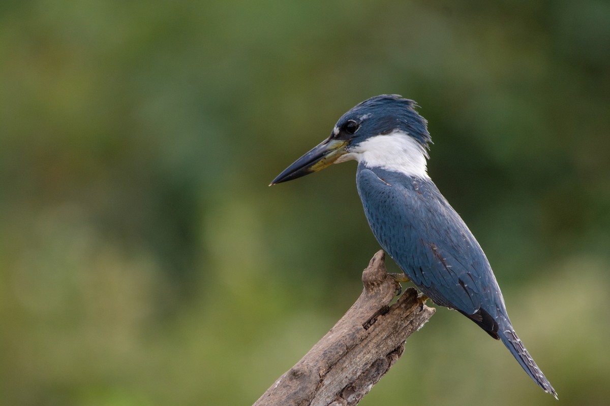 Ringed Kingfisher - Marcos Eugênio Birding Guide