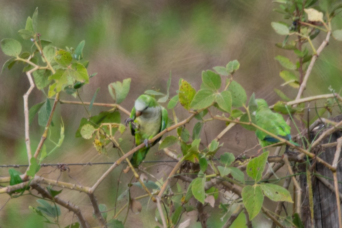 Monk Parakeet - ML477471471