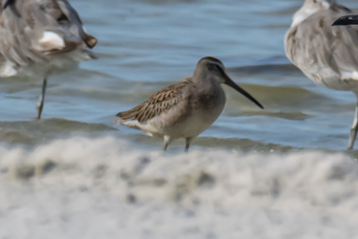 Short-billed Dowitcher - Gabrielle Harrison