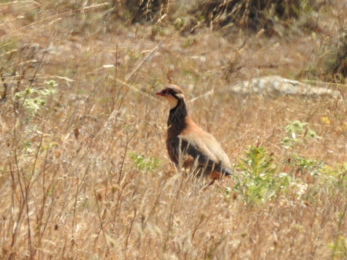 Red-legged Partridge - Rosario Mendoza