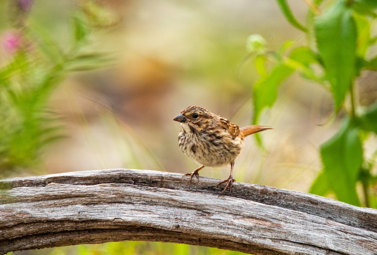 Song Sparrow - ML477472051