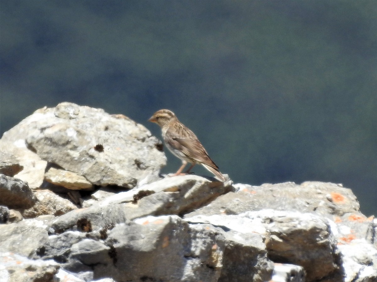 Rock Sparrow - Rosario Mendoza