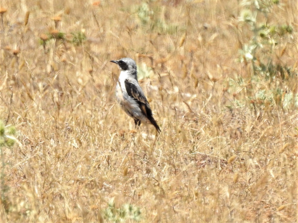 Northern Wheatear - Rosario Mendoza