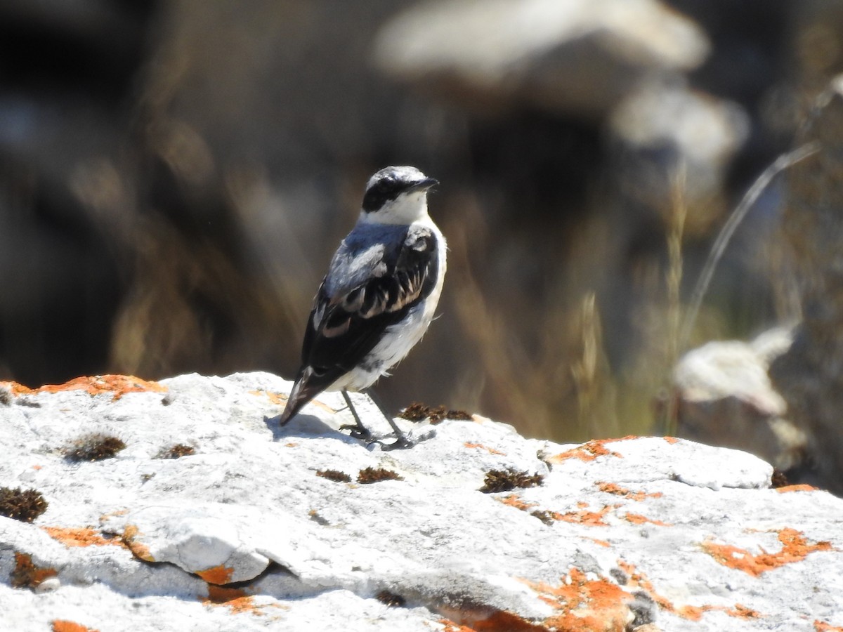 Northern Wheatear - Rosario Mendoza