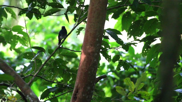 White-tailed Flycatcher - ML477473