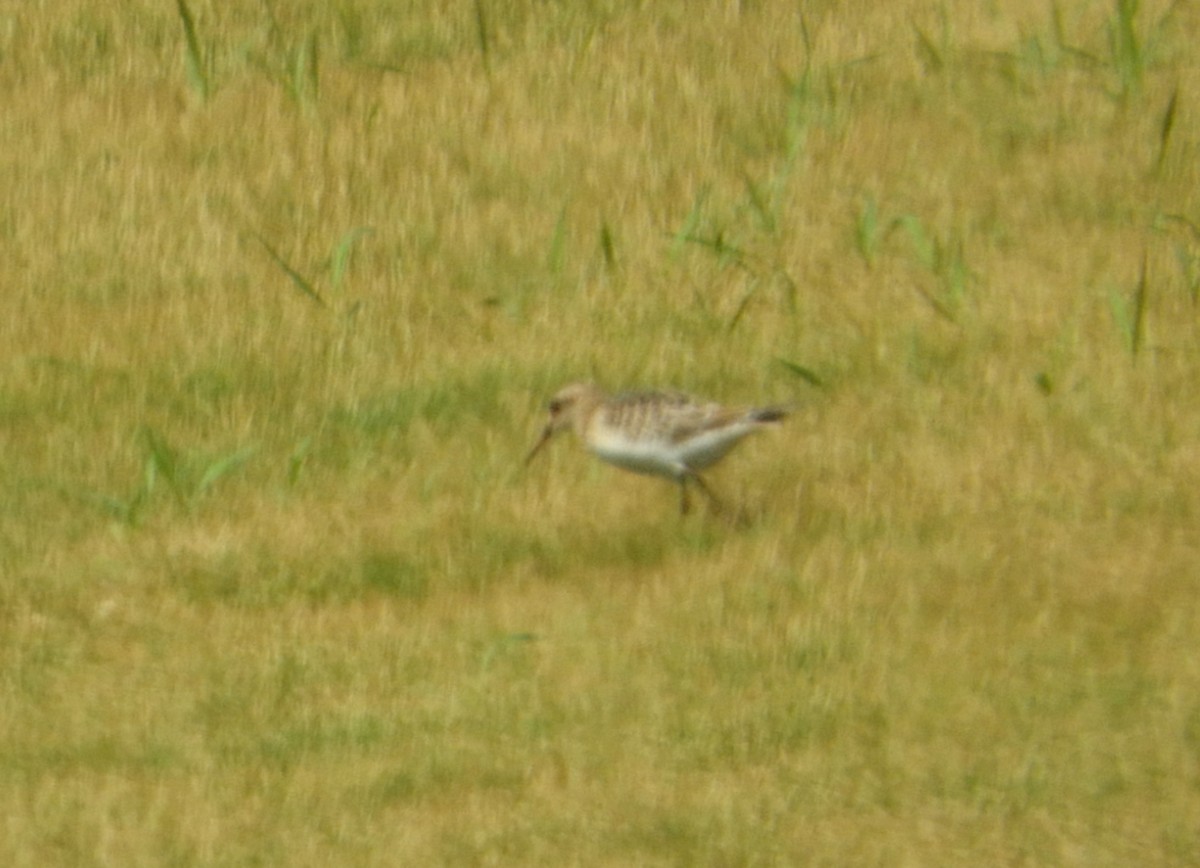 Baird's Sandpiper - ML477473601